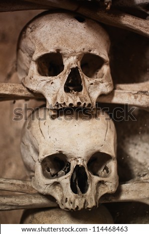 Human skulls and bones with soft shadows