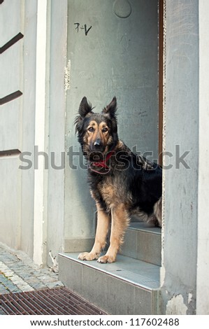 Beautiful shepherd dog longing on the door steps, very sad and emotional picture. Image is taken on the streets of Prague.