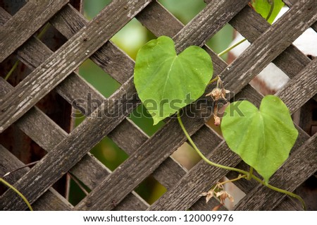 Old wooden fence with climber plant in home garden.