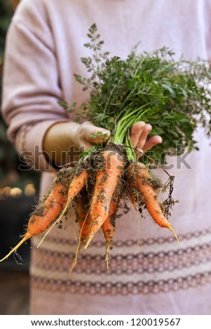 Vegetable feamle farmer holding a bunch of carrots in his hand