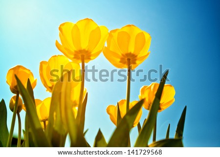 Yellow tulips over a blue sky background. Spring season background.