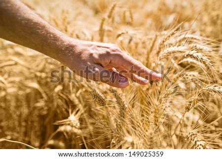 Farmer hand in wheat field. Agricultural background for harvesting season.