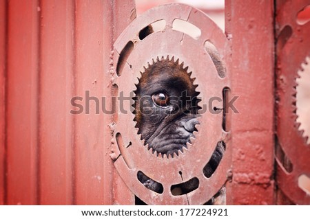Sad boxer dog behind the steel fence
