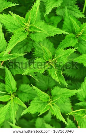 Top View of Stinging nettle growing in the garden. Vegetation background.