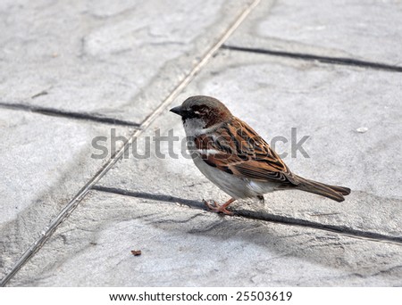 a brown bird