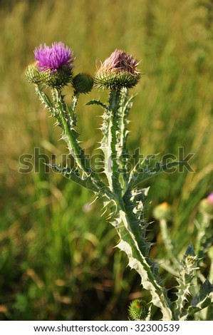 rough cockle-bur, a common weed and an annual herb with a short, stout, hairy stem