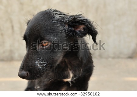 Abandoned, frightened young black dog, left alone at the street.