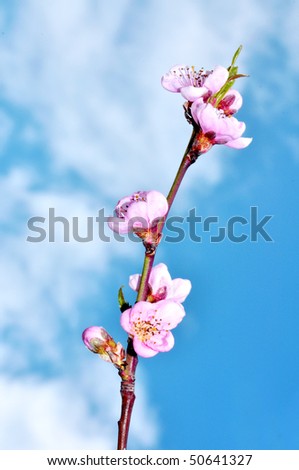 cherry blossom flower background. stock photo : Spring time Cherry blossom flower and blue sky in ackground