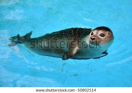 Seal Pool