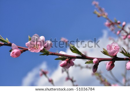 cherry blossom flower meaning. cherry blossom flower