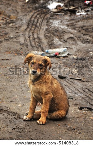 Abandoned, frightened young dog, left alone at the street.