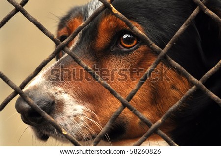 Sad dog behind the fence.