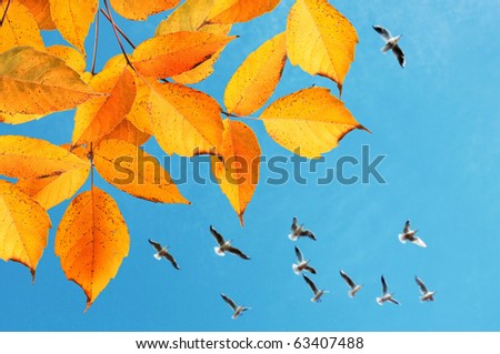 Yellow autumn leaves, colorful autumn scenery