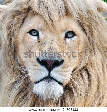 Male Lion Portrait