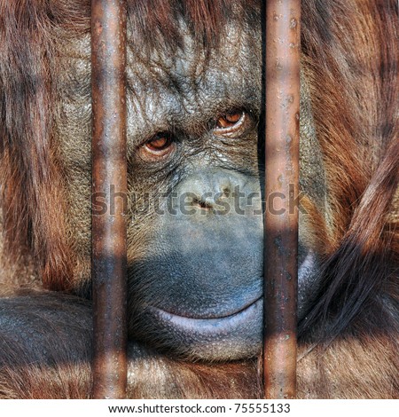 Orangutan behind cage bars in the zoo with the sad look in his eyes.