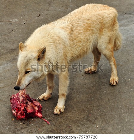 Wolf eating raw meat.