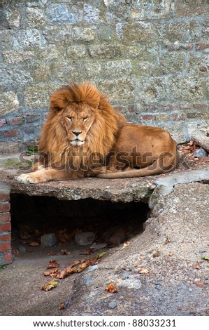 Big male lion laying on the ground in the zoo.