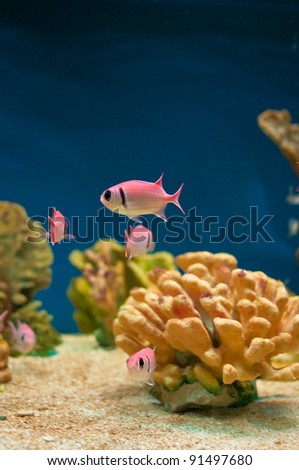 Beautiful pink sea fishes in an aquarium.