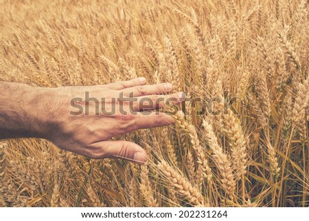 Farmer hand in Wheat field. Agricultural cultivated wheat field.