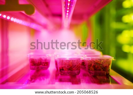 Plastic box containers with genetic material used for development of corn hybrids in agricultural production. Selective focus with shallow depth of field.