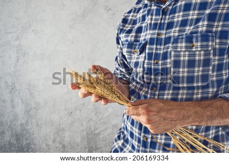 Male Farmer holding wheat straws. Agricultural Crop protection concept.