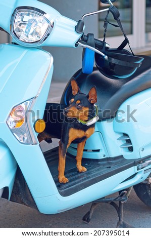 Cute little chiwawa dog on blue moped waiting for its owner to arrive.