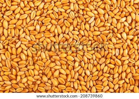 Processed organic wheat grains as agricultural background.