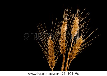 Wheat ears and straw isolated on black background with copy space. Agriculture, crop protection concept.