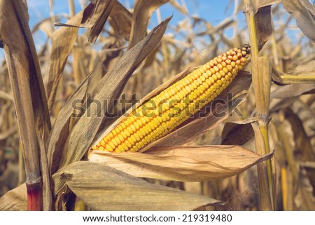 Ripe maize corn ear on the cob in cultivated agricultural corn field ready for harvest picking