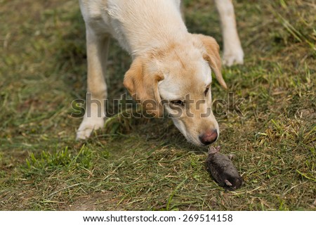 Beautiful Curious Golden Labrador Retriever Puppy Sniffing Dead Mole in the Garden, Selective Focus with Narrow Depth of Field.