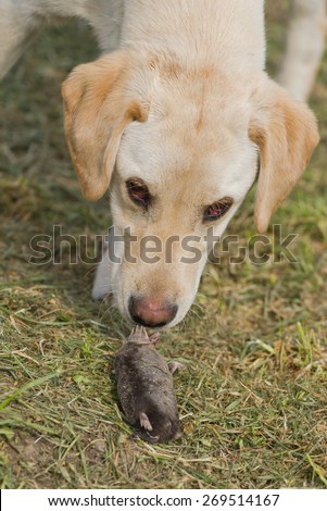 Beautiful Curious Golden Labrador Retriever Puppy Sniffing Dead Mole in the Garden, Selective Focus with Narrow Depth of Field.