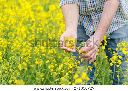 Farmer Hands in Oilseed Rapeseed Cultivated Agricultural Field Examining and Controlling The Growth of Plants, Selective Focus with Shallow Depth of Field, Crop Protection Agrotech Concept