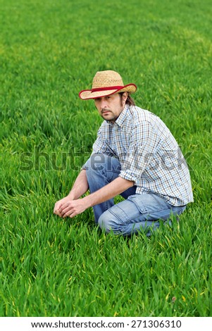 Farmer Examines and Controls Young Wheat Cultivation Field, Crop Protection Concept