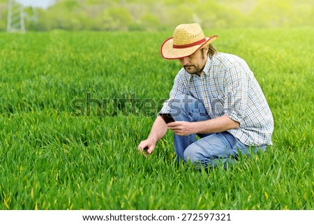 Farmer Photographing Young Wheat Cultivation Field for Examination and Growth Control Purposes, Crop Protection Concept