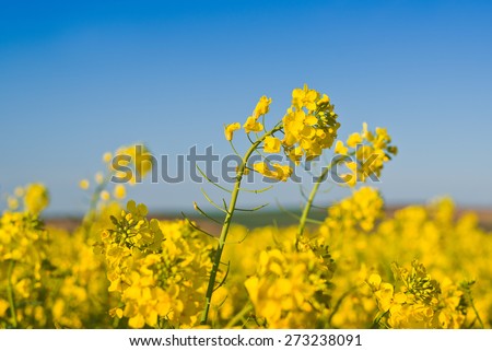 Oilseed Flowers in Cultivated Agricultural Field, Crop Protection Agrotech Concept, Close up with Selective focus