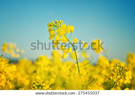 Oilseed Rapeseed Flowers in Cultivated Agricultural Field, Crop Protection Agrotech Concept, Close up with Selective focus and Narrow Depth of Field