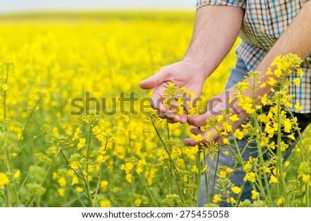 Farmer Hands in Oilseed Rapeseed Cultivated Agricultural Field Examining and Controlling The Growth of Plants, Selective Focus with Shallow Depth of Field, Crop Protection Agrotech Concept