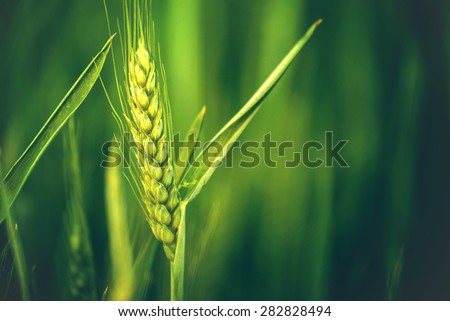 Green Wheat Head in Cultivated Agricultural Field, Early Stage of Farming Plant Development, Retro Toned Image with Selective Focus with Shallow Depth of Field