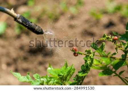Spraying Insecticide on Colorado Potato Beetle Bug Larvaes in Cultivated Vegetable Garden