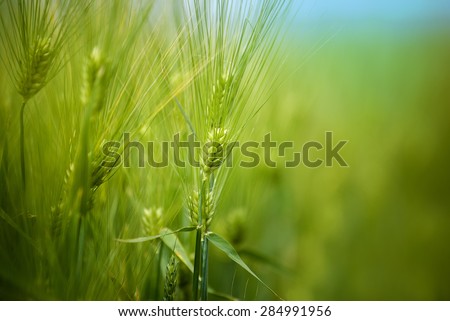 Young Green Wheat Crops Growing in Cultivated Agricultural Cereal Plantation Field, Blue Sky in Background, Crop Protection Concept, Selective Focus