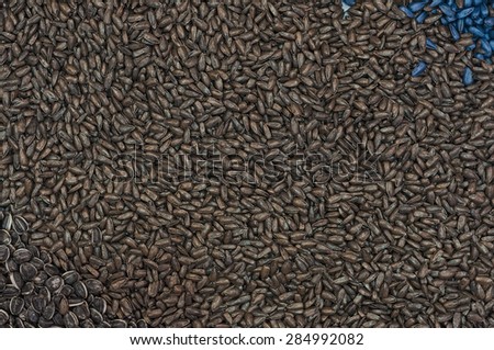 Ripe Sunflower Seed As Agriculture Cultivated Crop Seeding or Harvest Concept Background