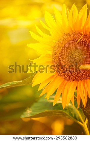 Beautiful Sunflower Flower Head in Field with Warm Summer Sunlight, Selective Focus