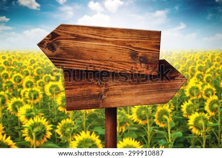 Blank Rustic Opposite Direction Wooden Sign in Blooming Sunflower Field, Concept of Choice, Choosing Your Life Path.