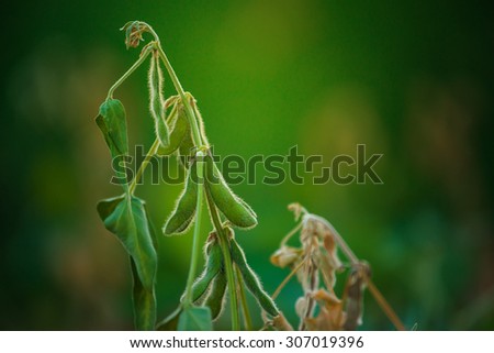 Soybean crops in field, young green soya bean growing on plantation, sunset sunlight flare effect, selective focus.