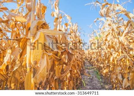 Harvest ready maize ear on stalk in cultivated corn field, close up with selective focus