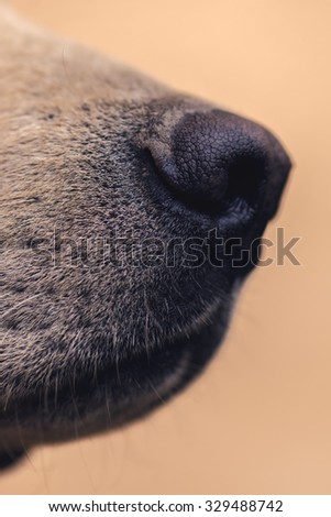Labrador retriever dog nose, close up image with selective focus
