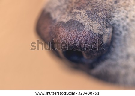 Labrador retriever dog nose, close up image with selective focus