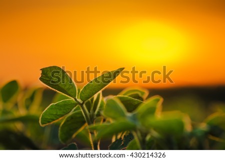 Soybean plants in sunset, soy bean rows in agricultural field, selective focus