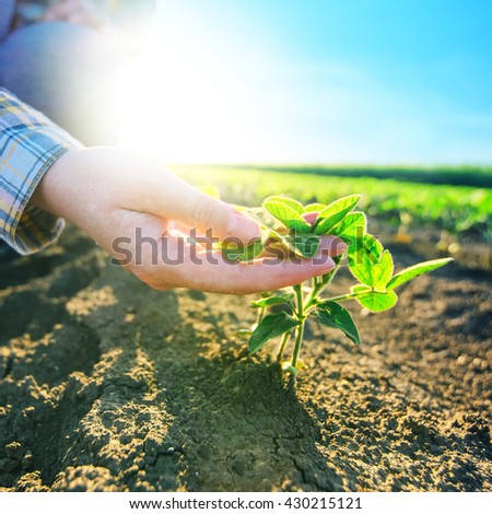 Female farmer\'s hands in soybean field, responsible farming and dedicated agricultural crop protection, soy bean plants growth control, selective focus.