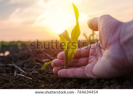 Farmer examining young green corn maize crop plant in cultivated agricultural field